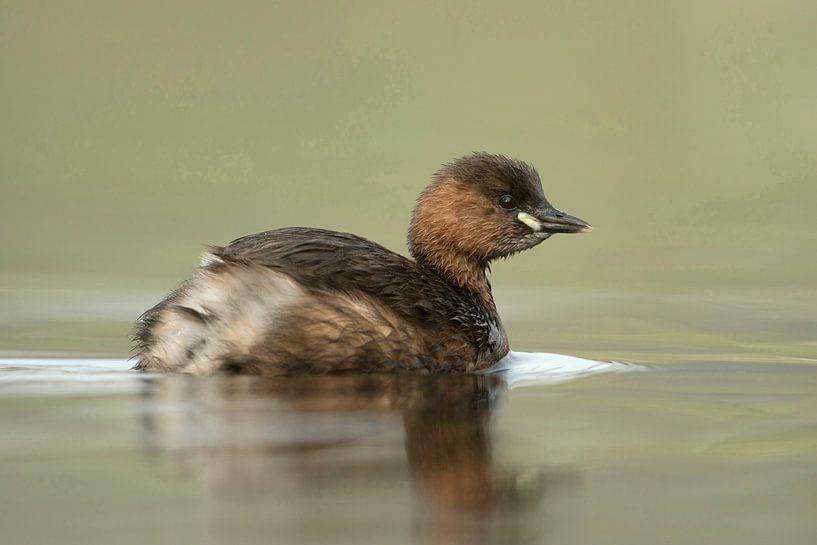 Grèbe castagneux ( Tachybaptus ruficollis ) par wunderbare Erde