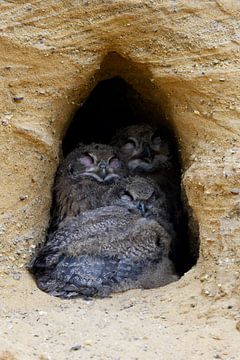 Eurasian Eagle Owls ( Bubo bubo ), young chicks, sitting together in the entrance of their nesting b van wunderbare Erde