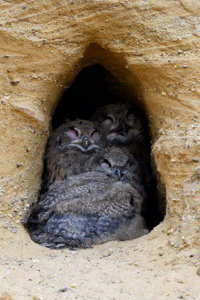 Uhus ( Bubo bubo ), drei Jungvögel, Küken, Nestlinge sitzen aneinandergekuschlet im Eingang ihrer Br von wunderbare Erde