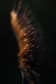 Teasel