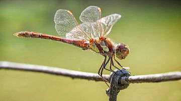 rouge sang Heidelibel sur Loek Lobel