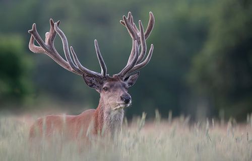 Rothirsch im Getreidefeld