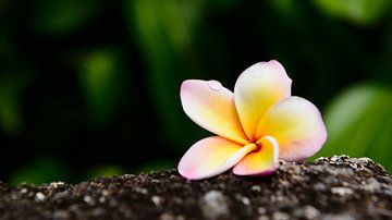 Frangipani op een steen