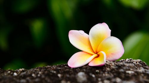 Frangipani op een steen