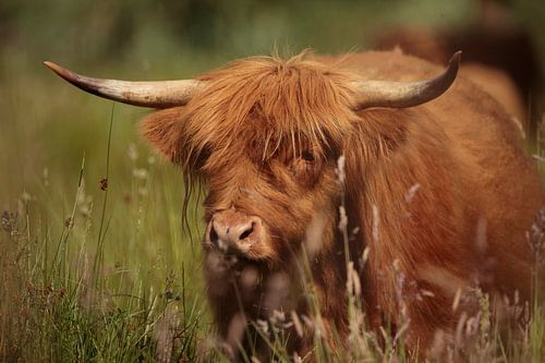 Schottischer Highlander