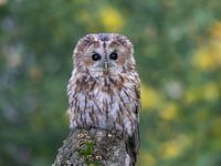 Tawny owl