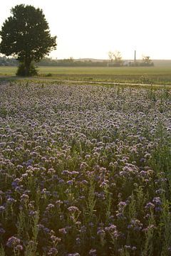 bijenvriend, tufted beauty, tansy phacelia, phacelia van Karina Gebert