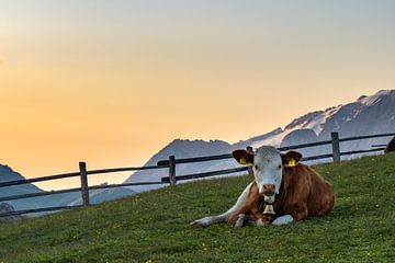 Cow in the mountains by Adrianne Dieleman