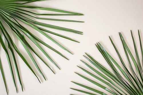 Palm (blad)