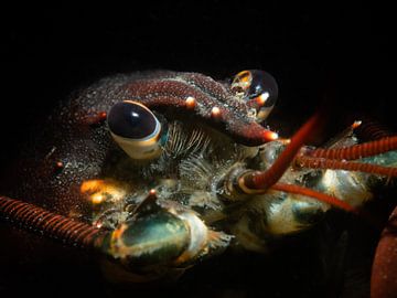 Zeeland lobster from the side by René Weterings