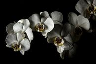 Orchids von Yannick Roodheuvel Miniaturansicht