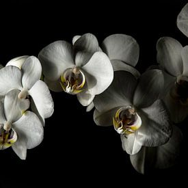 Orchids von Yannick Roodheuvel