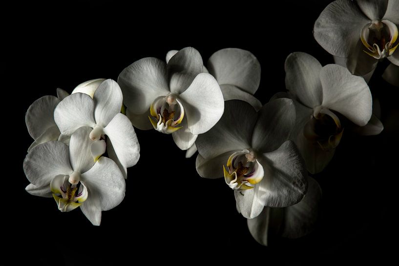Orchids von Yannick Roodheuvel