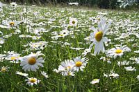 Daisies