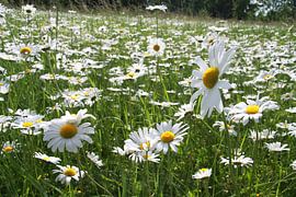 Daisies by Karina Gebert