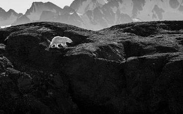 Polar bear at Texas Bar by Koen Hoekemeijer