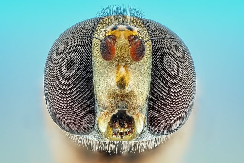 Hoverfly... by Arno van Zon photography