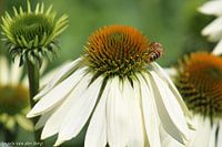 Fleurs, naturelles