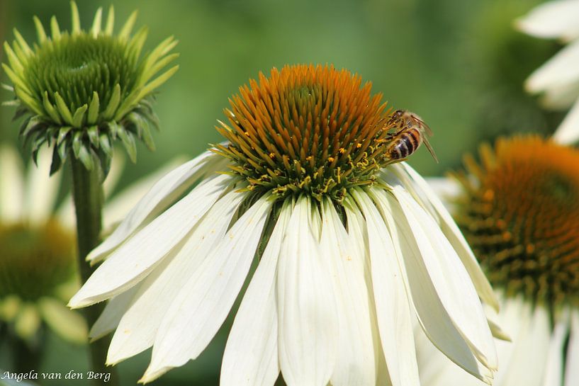 Blumen, natürlich von Angela van den Berg