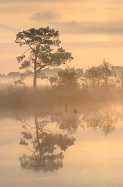 Foggy sunrise by Andy Luberti