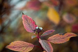 Beeren in einem Herbststrauch von Frederieke Knol