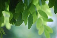 Leaves on the tree! by Be More Outdoor thumbnail