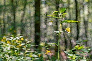 Frühlingssamen mit Bokeh-Kreisen