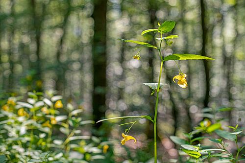 graine de printemps avec cercles de bokeh