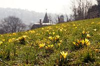 Gelbe Krokus Blüten über der Stadt