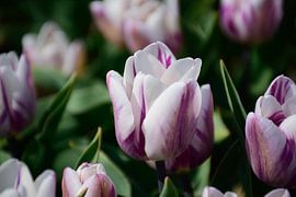 The perfect shape by Frank's Awesome Travels