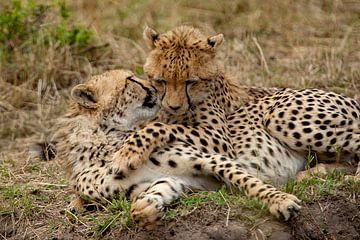 Cheetah tederheid van Peter Michel