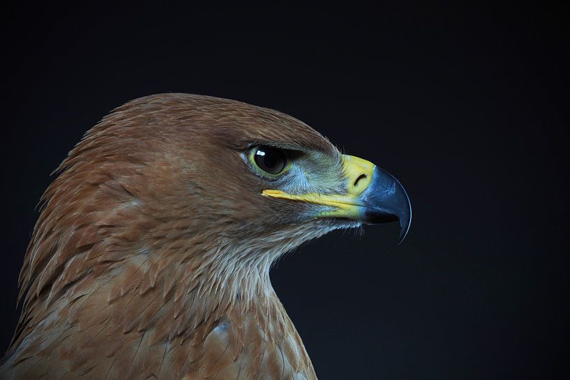 Portrait of an eagle by Astrid Brouwers