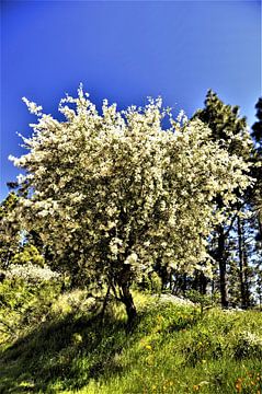 Natuur op TENERIFE met   prachtige wildgroei en een prachtige blauwe lucht met bremsboompje in bloei by Willy Van de Wiele