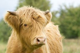 Schotse hooglander koe jaarling by Hans Oudshoorn
