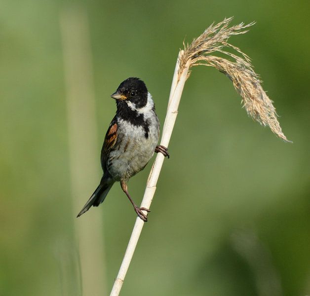 Rietgors vogel by miranda  Leenheer