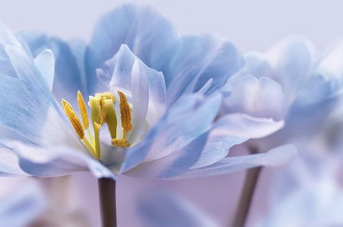 Tulpen