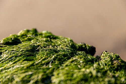 Close-up of seaweed on a beach post