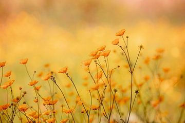 Pleasant Yellow by Hiske Boon