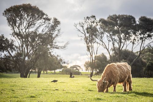 Highland Cow on Churchill Island