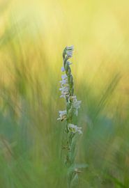 Blühende Herbst-Schneckenorchidee von Marcel Klootwijk