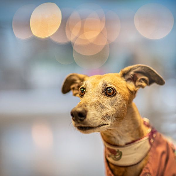Portrait of a greyhound taken with very limited focus - depth of field by Harrie Muis