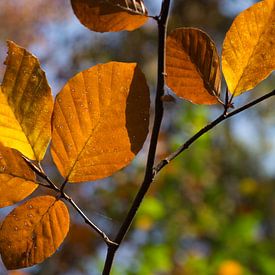 Golden brown leaves by Heidemuellerin