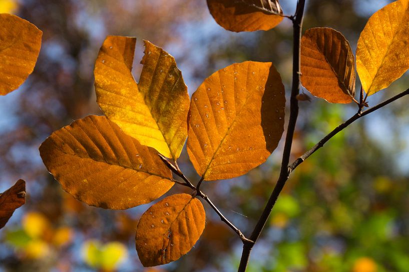 Feuilles brun doré par Heidemuellerin