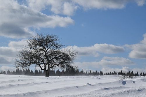 Een appelboom in een veld in de winter