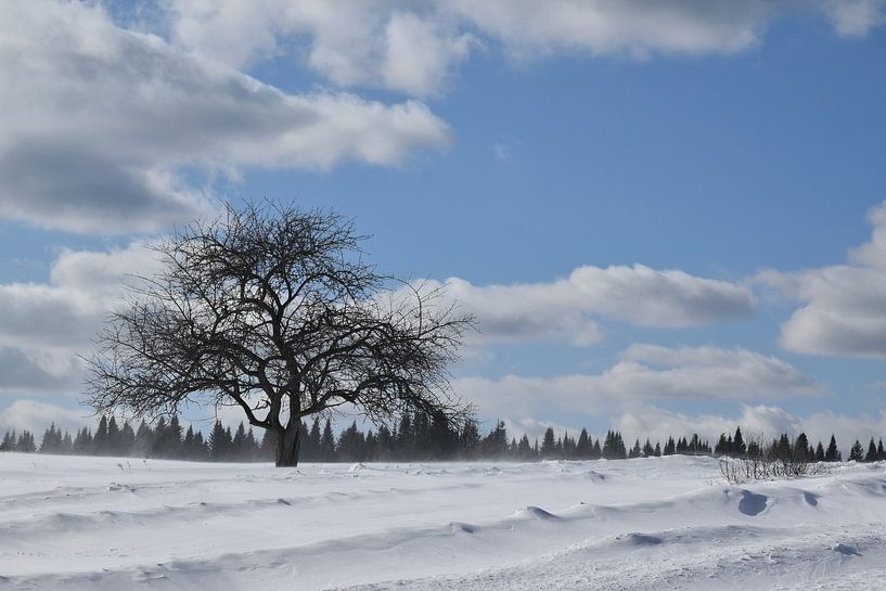 An apple tree in a field in winter by Claude Laprise
