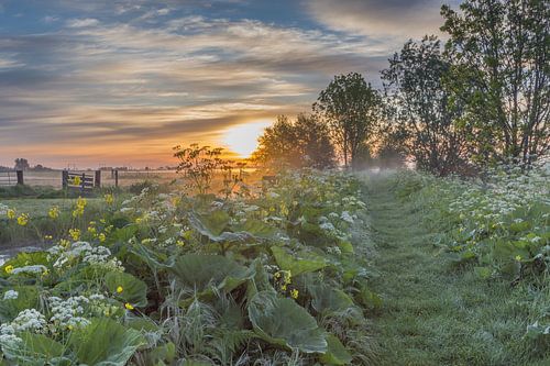 Lever du soleil avec la brume!