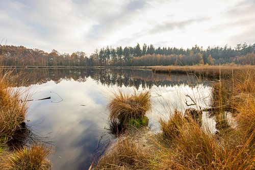 Autumn at the fen near the Sterrenschans Bakkeveen