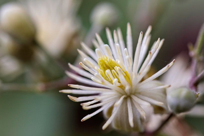 Clematis van Rob Boon