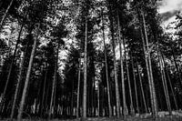 dennen Bomen.