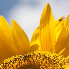 Sunflower by Eric Verhoeven
